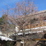 懐石料理 割烹 千代田 - 雪景色・中庭では寒桜が咲いてました