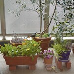 モイベーカリー - ヒヨドリ