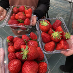 Strawberry Farm No.15 - 料理写真:
