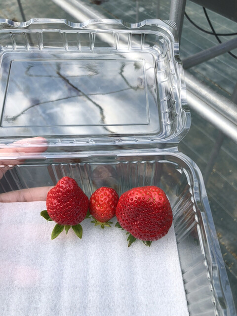 【個人蔵保管品】足立絵美『Rainbowflake Strawberrymix』 個人蔵保管品】足立絵美『Rainbowflake Strawberrymix』 - メルカリ