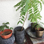 三燈舎 - カレーリーフ