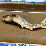 松川 - さっき泳いでいた可愛いアマゴちゃん