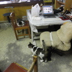 子猫がまんまるになっていました。椅子の上の雄がグー、床にいる雌がクー。（2013.01）