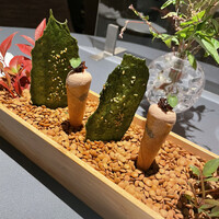 プレヴナンス - 