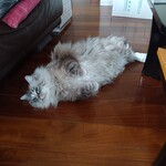 CALVA - 撫でてくれにゃ by ムック