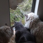 CALVA - ムックもやって来る