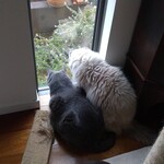 CALVA - メジロ！メジロ！