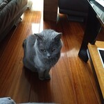 CALVA - ケーキ下さい by 伝次郎