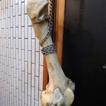 一条流がんこ総本家分家四谷荒木町 - 