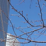 ラーメン二郎 - 桜の蕾も！