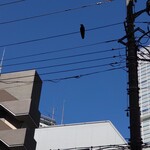 ラーメン二郎 - 電線に♪カラスが一羽止まってた♪