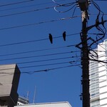 ラーメン二郎 - 電線に♪カラスがもう一羽止まってた♪