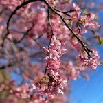 田舎料理おかりば - 河津桜・原木が咲きました