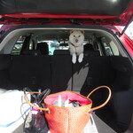 青竹手打ラーメン 日向屋 - 後部座席から･･･忠犬。