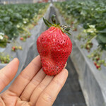 姫路ハートフル観光農園 - 