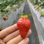 姫路ハートフル観光農園 - 