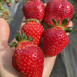 姫路ハートフル観光農園 - 