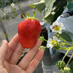 姫路ハートフル観光農園 - 