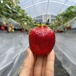 姫路ハートフル観光農園 - 