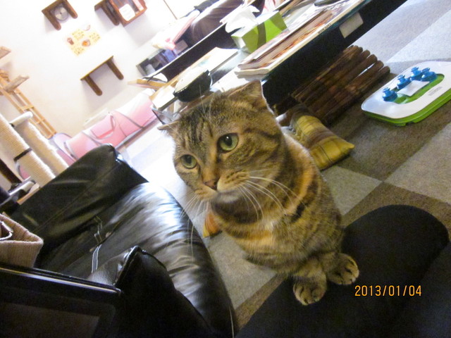 キャットカフェ ニャニー Cat Cafe Nyanny 元町 阪神 その他 食べログ