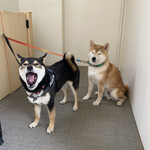 107cafe+dogs - スタッフ☆ナナちゃん&てんちゃん