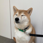 107cafe+dogs - スタッフ☆てんちゃん