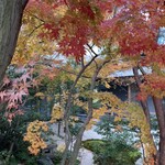 Taikan - 紅葉はペストです