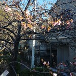169020486 - お店の横にある河津桜は咲き始めておりました