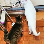 手作り雑貨とコーヒーのお店 ティニーガーデン - ニャンコ　2020/02