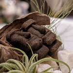 プレゼンテ スギ - 