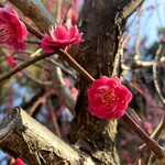 はやしのいきなり団子 - 心が癒される可憐な梅の花