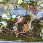 横浜ラーメン 北村家 - 今日も金魚は元気のようです