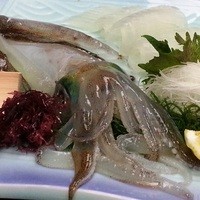 博多料亭 稚加榮 - アオリイカの刺身