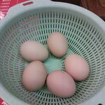 新福菜館 - ざるに茹で卵が。平日のみ。