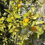 卵庵　はしたま - 