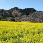 Fukuya - 菜の花畑
