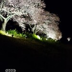 旬の味 ごろさや - 　　　　　　　　青野川の桜