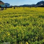 Goro Saya - 　　　　　　　　　菜の花畑