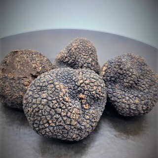 Until early March! Black truffle banquet directly from Italy