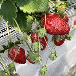 姫路ハートフル観光農園 - 