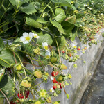 姫路ハートフル観光農園 - 