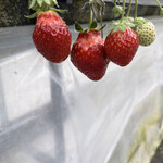 姫路ハートフル観光農園 - 