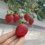 姫路ハートフル観光農園 - 