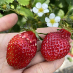 姫路ハートフル観光農園 - 