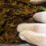 神保町 傳 - け…啓蟄？いもほり？！
      