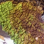 神保町 傳 - 葉っぱで幾らでも呑める(笑)
      