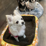 保護犬カフェ - 