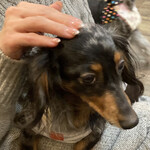 保護犬カフェ 鶴橋店 - 