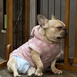 保護犬カフェ - 哀愁漂う…♡