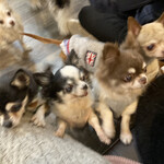 保護犬カフェ 鶴橋店 - おやつのお芋に群がってくれるワンちゃん達♡（たまたまチワワちゃん100%です笑笑）